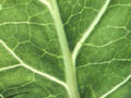 kale veins stem1980s 1990s A4 Photo Print