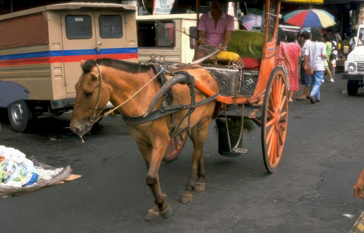 kalesa manila street Vintage A4 Photo Print