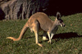 kangaroo grassland shadow 1980s 1990s A4 Photo Print