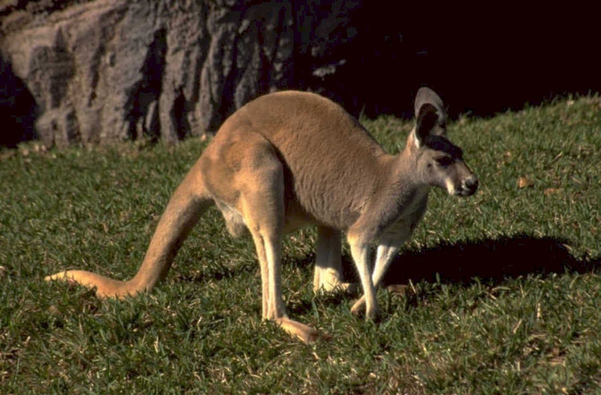 kangaroo grassland shadow 1980s 1990s A4 Photo Print