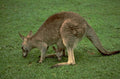 kangaroo joey grass 1980s 1990s A4 Photo Print