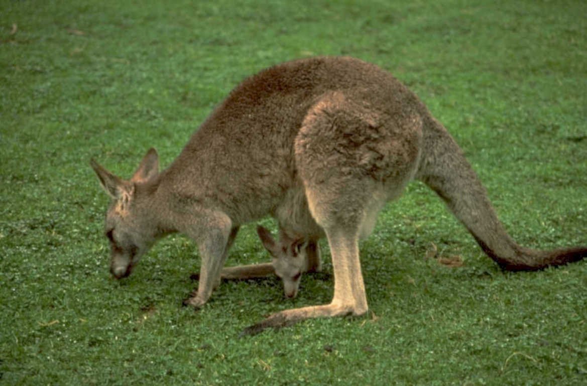 kangaroo joey grass 1980s 1990s A4 Photo Print