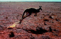 kangaroo jump outback1980s 1990s A4 Photo Print