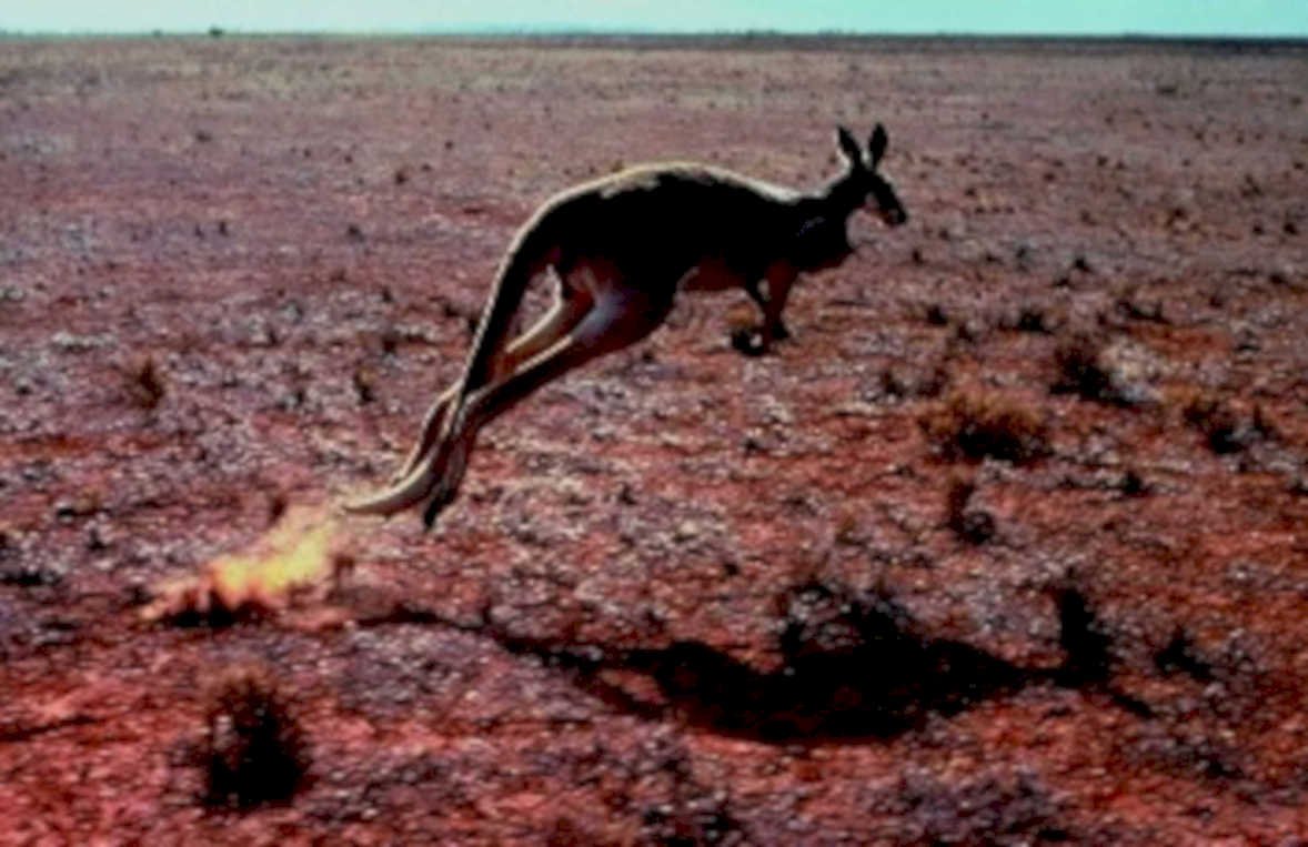kangaroo jump outback1980s 1990s A4 Photo Print