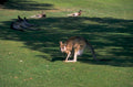 kangaroos australia grass 1 1980s 1990s A4 Photo Print