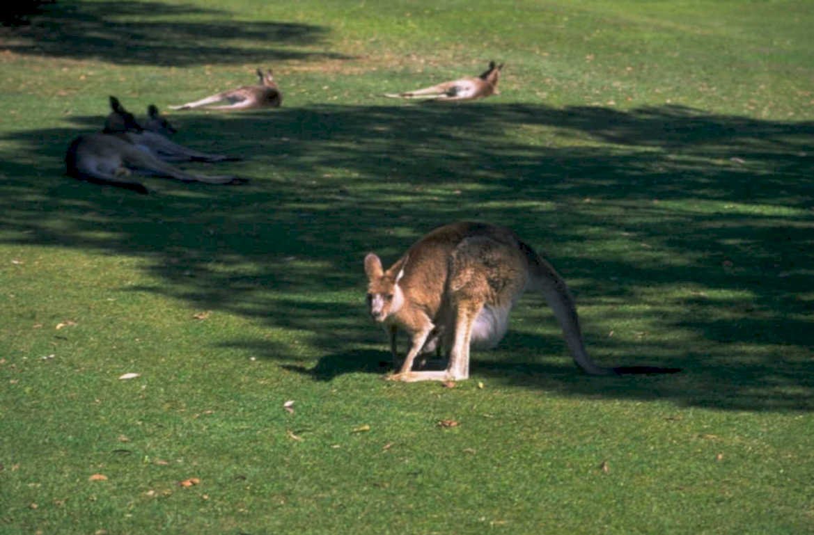 kangaroos australia grass 1 1980s 1990s A4 Photo Print