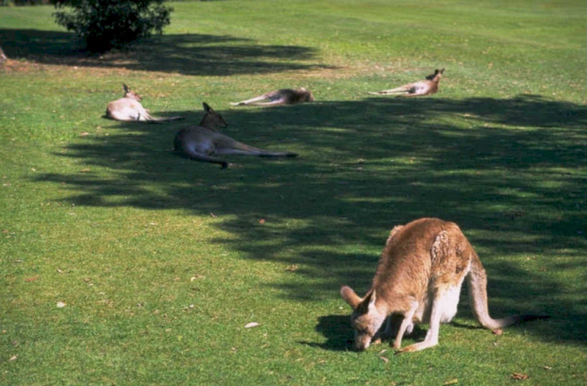 kangaroos australia grass 2 1980s 1990s A4 Photo Print