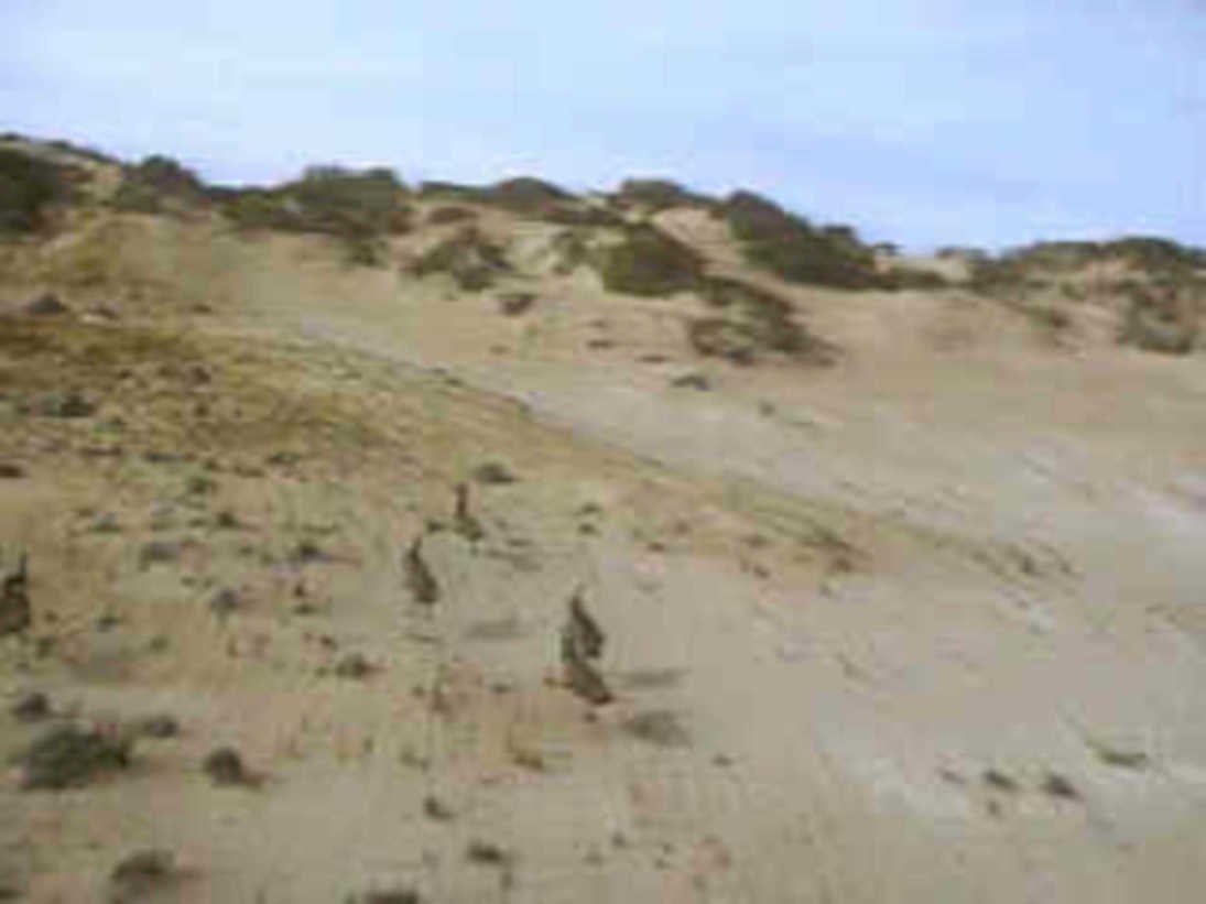 kangaroos dunes australia1980s 1990s A4 Photo Print