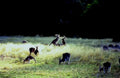 kangaroos grass dusk1980s 1990s A4 Photo Print