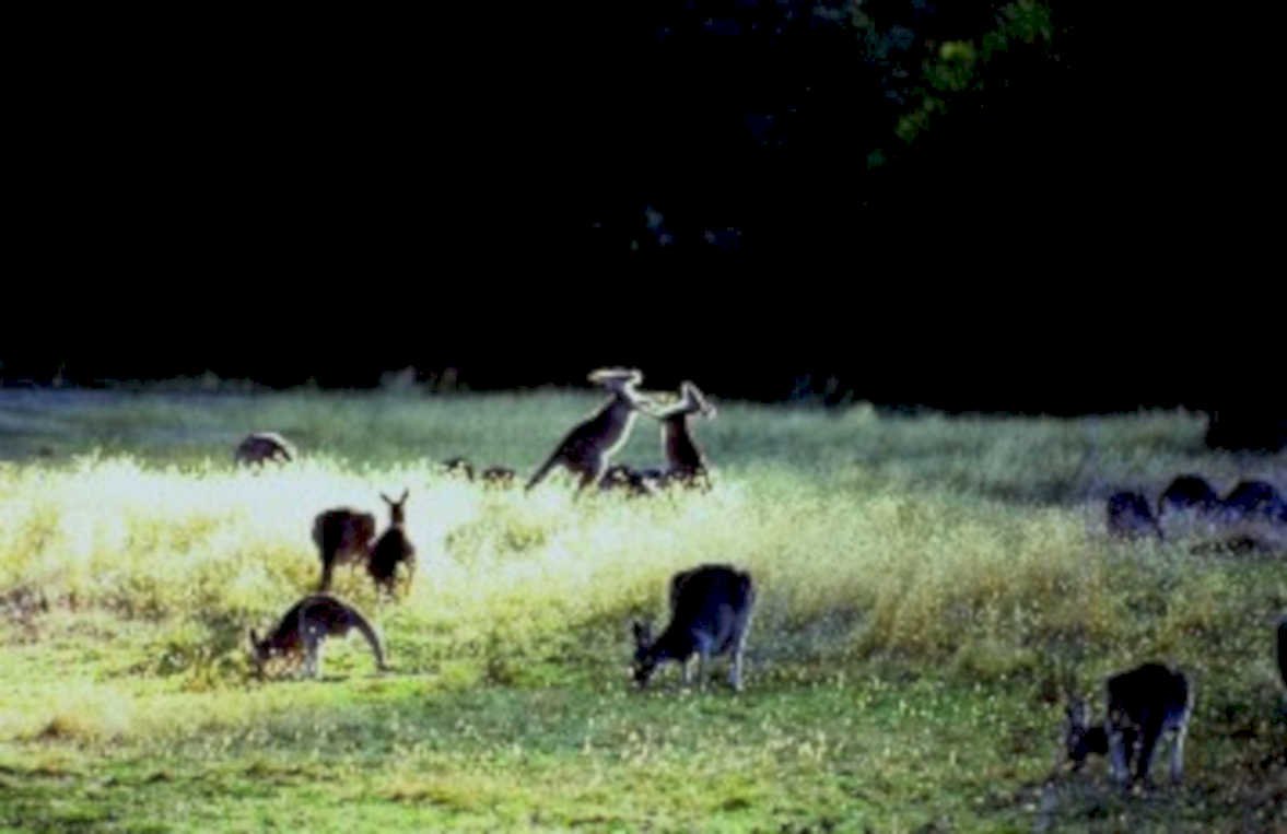 kangaroos grass dusk1980s 1990s A4 Photo Print