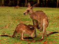 kangaroos red kangaroo1980s 1990s A4 Photo Print