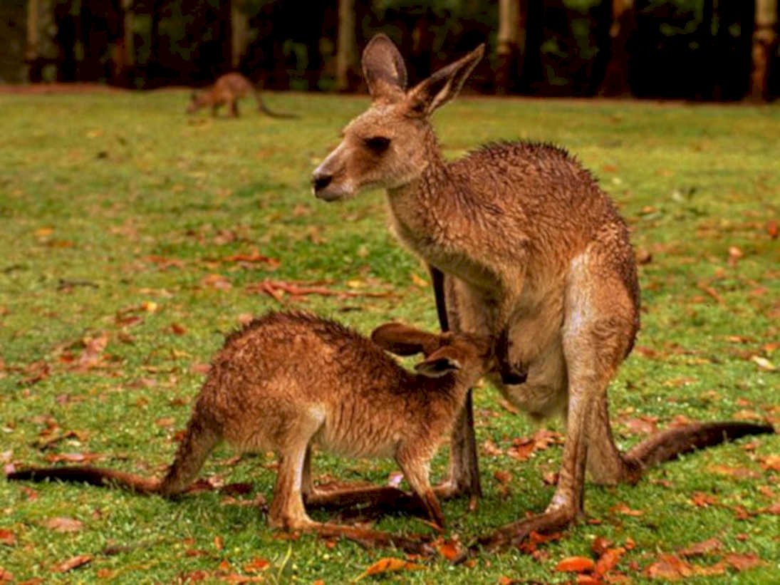 kangaroos red kangaroo1980s 1990s A4 Photo Print