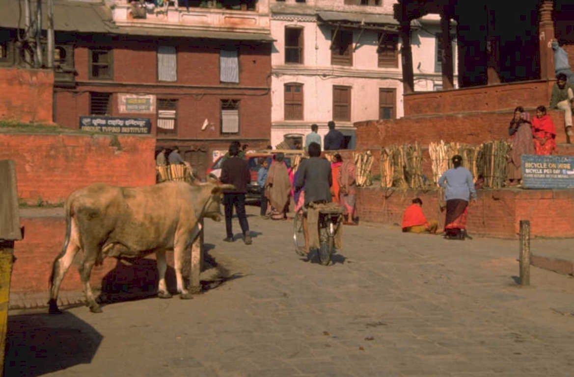 kathmandu cows rickshaws 1980s 1990s A4 Photo Print