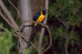 keel billed toucan 1980s 1990s A4 Photo Print