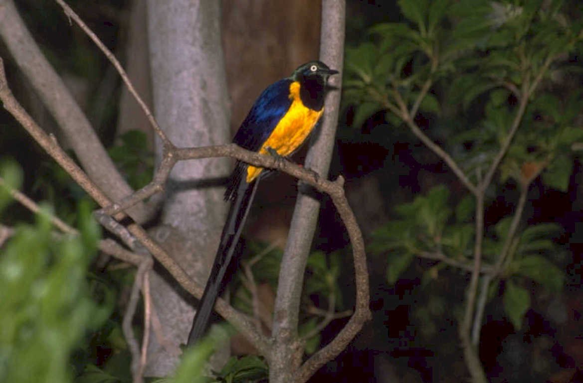 keel billed toucan 1980s 1990s A4 Photo Print