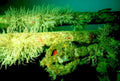 kelp forest anemones1980s 1990s A4 Photo Print