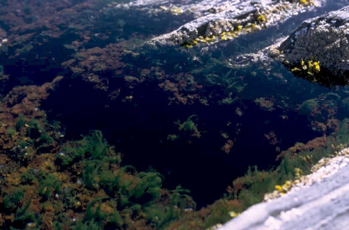 kelp forest blue 1980s 1990s A4 Photo Print