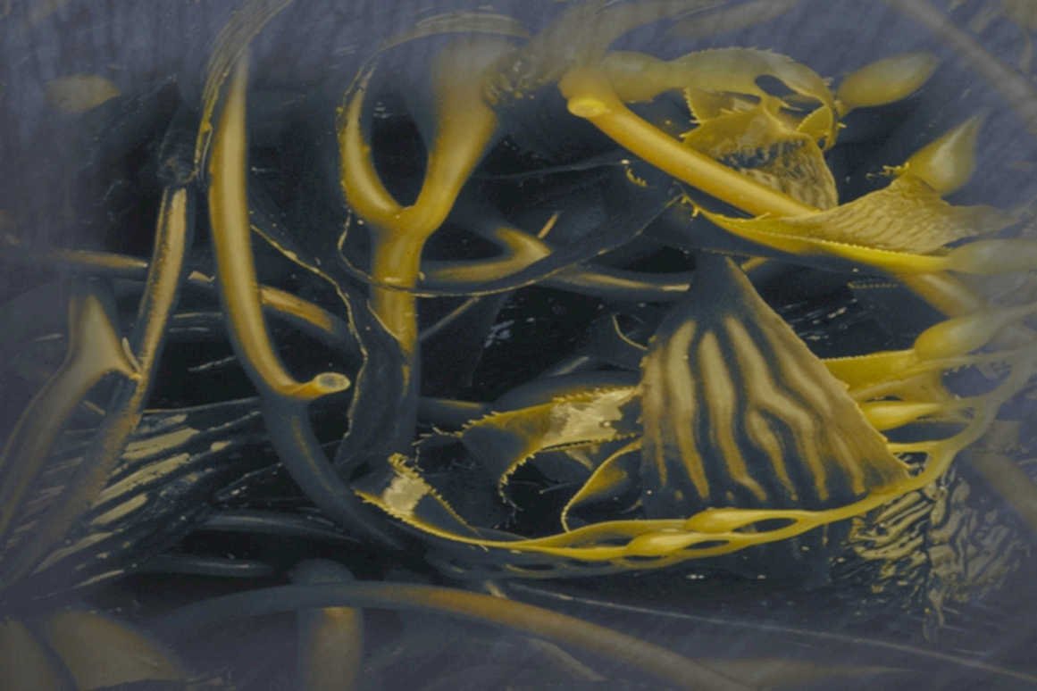 kelp forest blue1980s 1990s A4 Photo Print