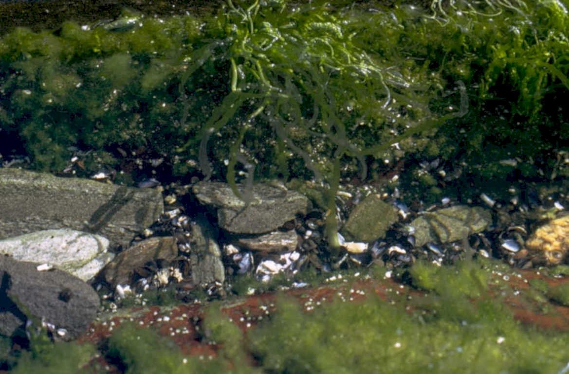 kelp forest rocks 1980s 1990s A4 Photo Print