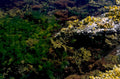 kelp forest underwater 1980s 1990s A4 Photo Print
