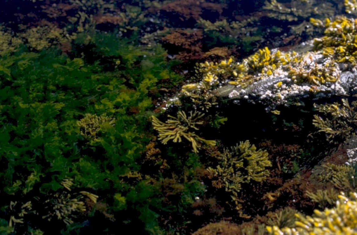 kelp forest underwater 1980s 1990s A4 Photo Print