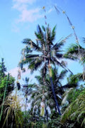 kerala coconut palms1980s 1990s A4 Photo Print