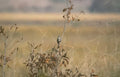 kestrel autumn grassland Vintage A4 Photo Print