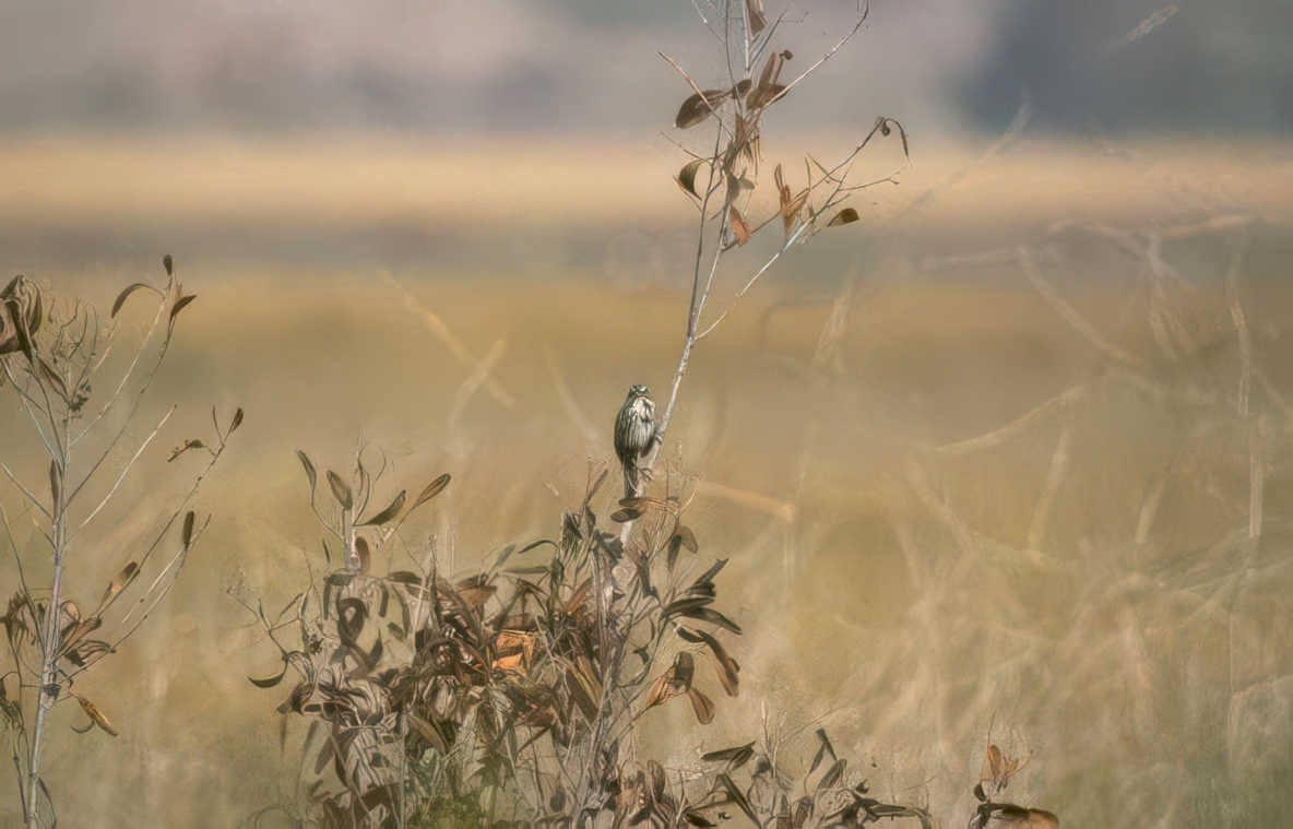 kestrel autumn grassland Vintage A4 Photo Print