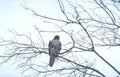 kestrel winter branch Vintage A4 Photo Print