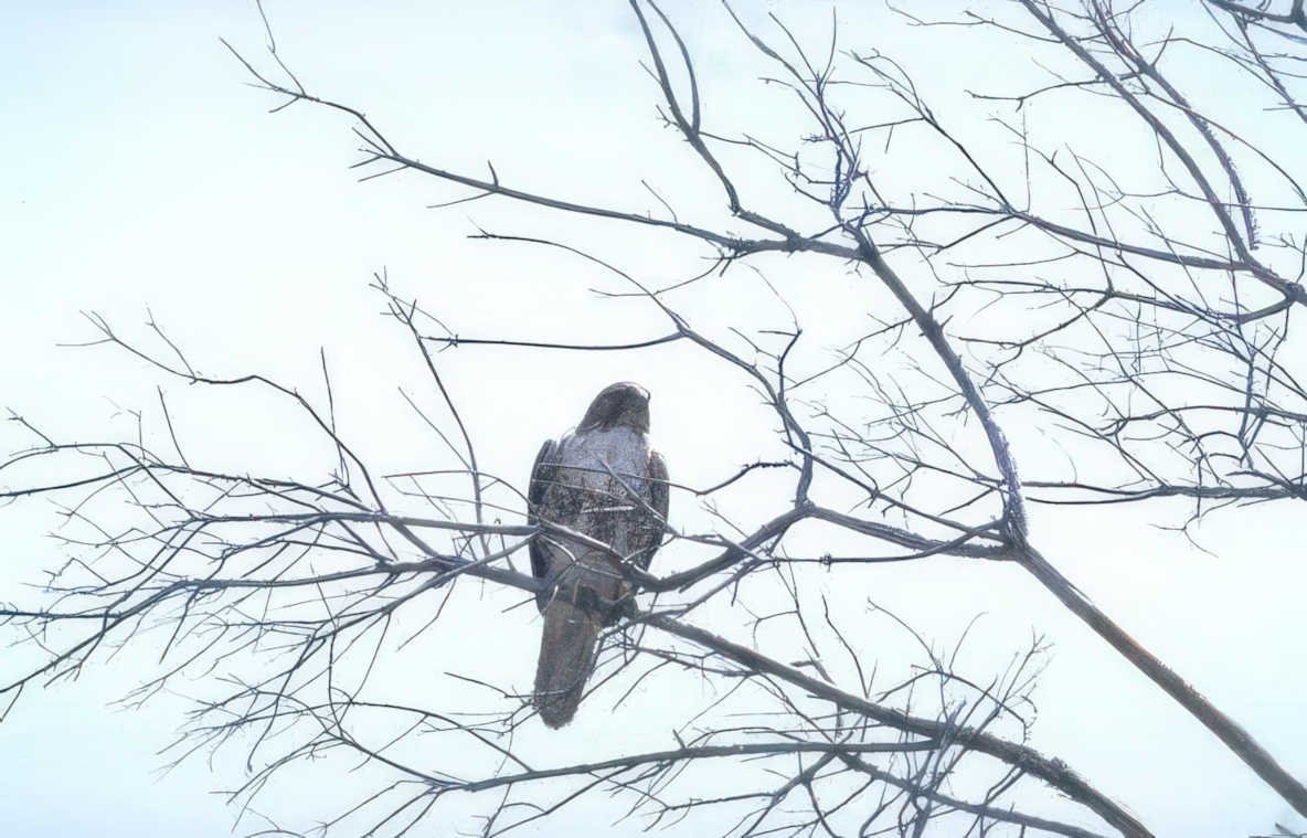 kestrel winter branch Vintage A4 Photo Print