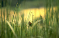 killdeer reeds golden Vintage A4 Photo Print