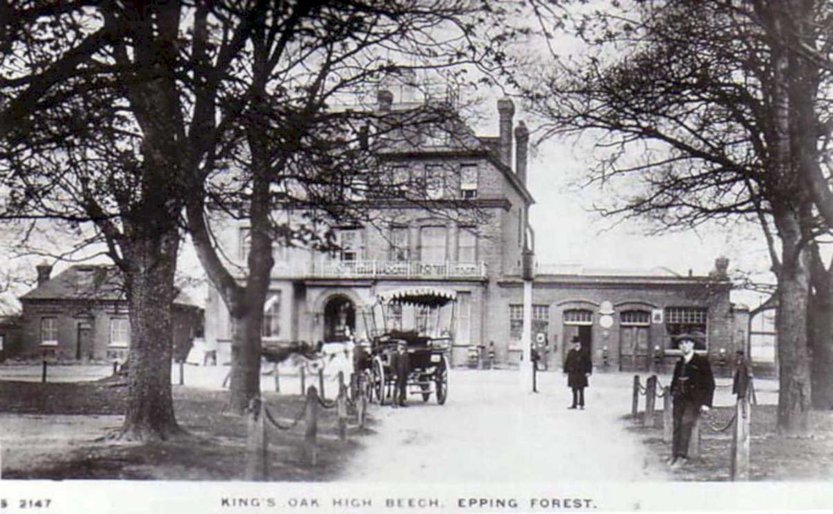 kings oak beechVintage 1880s 1900s A4 Photo Print