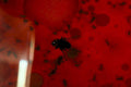 kitchen flies window1980s 1990s A4 Photo Print