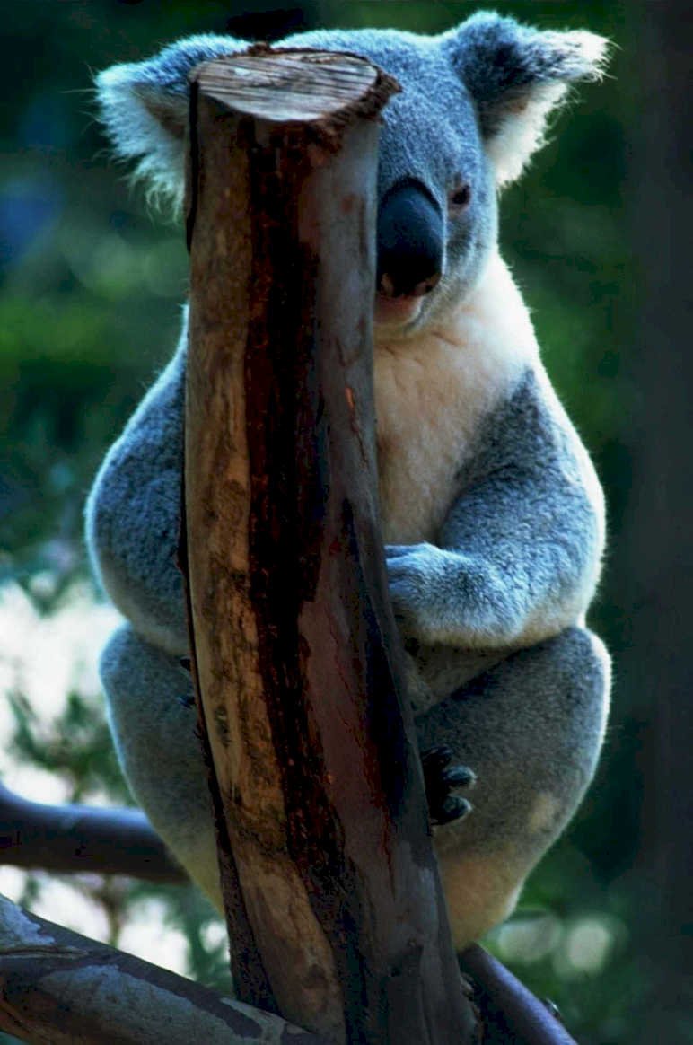 koala branch eucalyptus 11980s 1990s A4 Photo Print