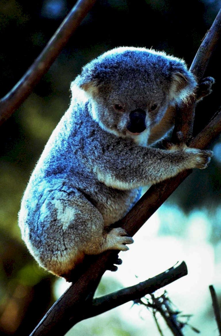 koala branch eucalyptus 21980s 1990s A4 Photo Print