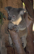 koala eucalyptus branch 1980s 1990s A4 Photo Print