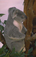koala eucalyptus dusk 1980s 1990s A4 Photo Print