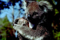 koala eucalyptus rainforest 11980s 1990s A4 Photo Print