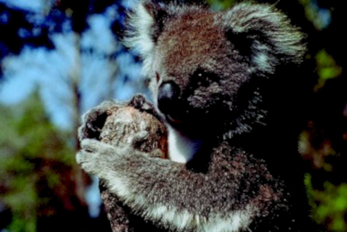 koala eucalyptus rainforest 11980s 1990s A4 Photo Print