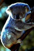 koala eucalyptus rainforest 21980s 1990s A4 Photo Print