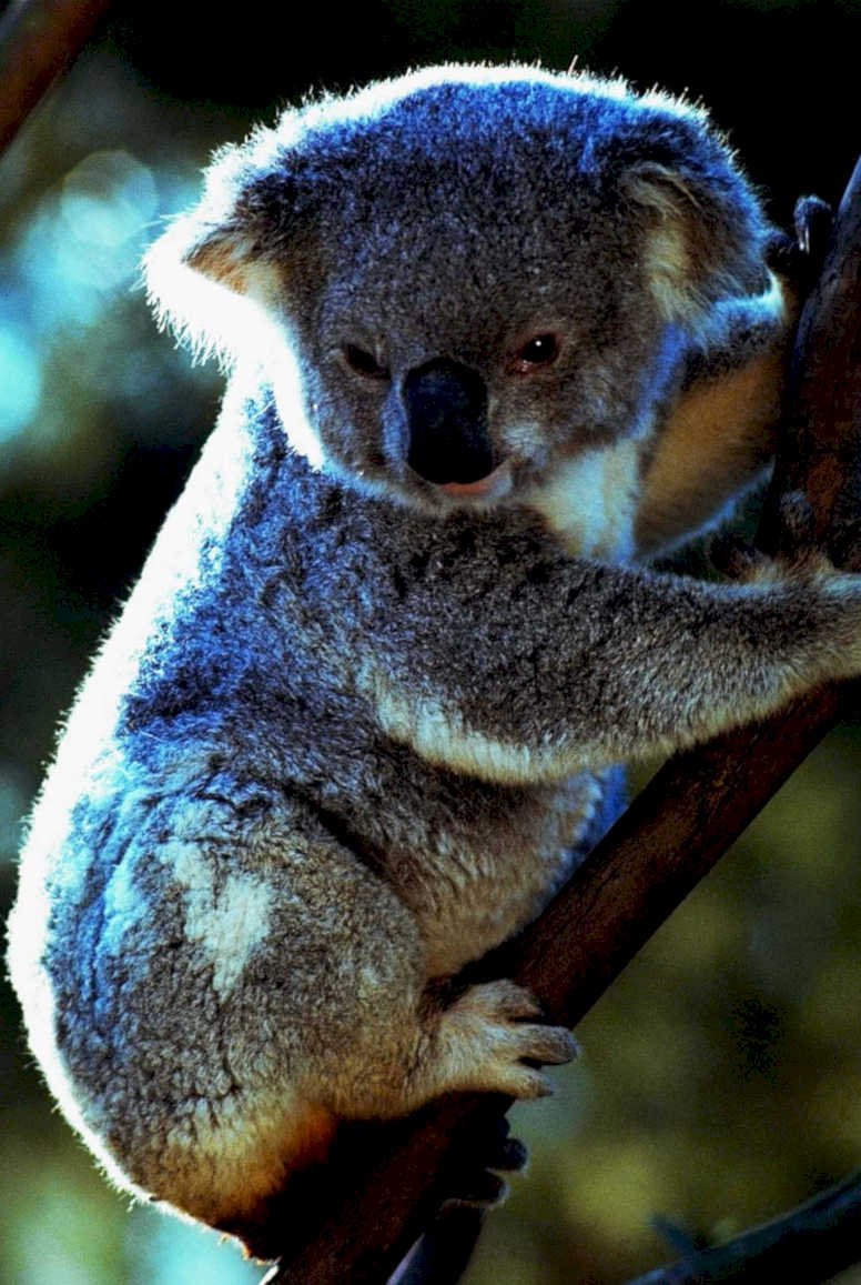 koala eucalyptus rainforest 21980s 1990s A4 Photo Print