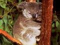 koala eucalyptus tree1980s 1990s A4 Photo Print
