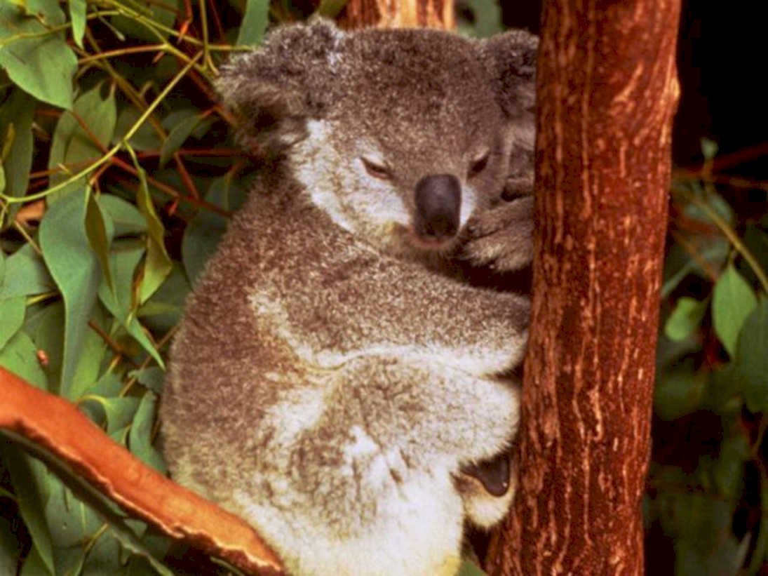 koala eucalyptus tree1980s 1990s A4 Photo Print
