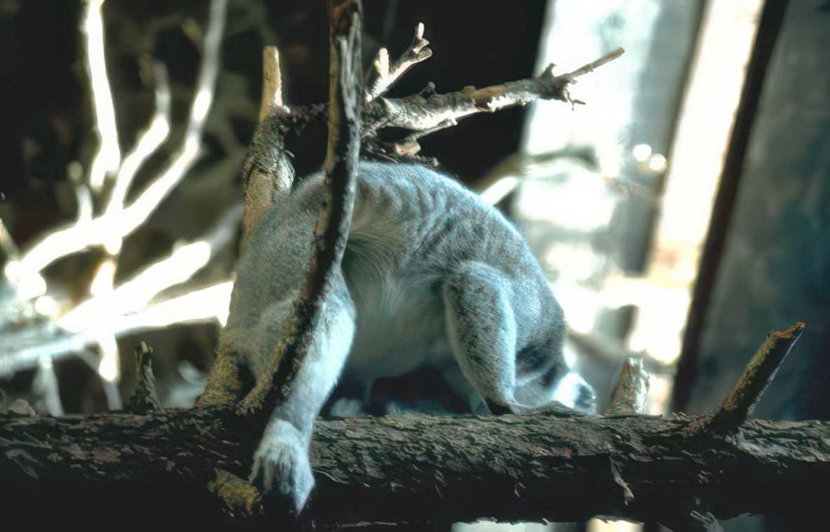 koala eucalyptus zoo Vintage A4 Photo Print