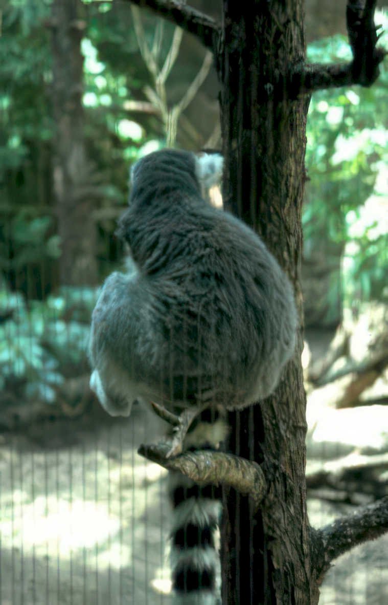 koala tree zoo Vintage A4 Photo Print