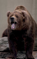kodiak brown bear 1980s 1990s A4 Photo Print