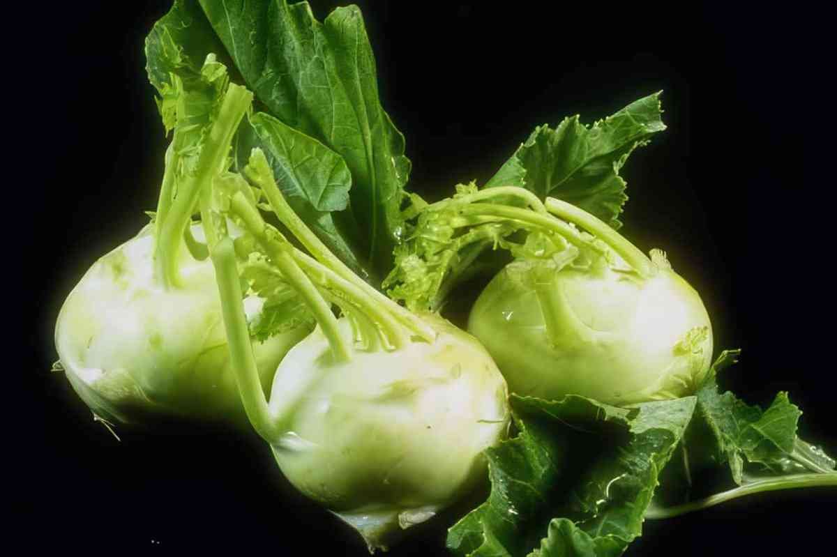 kohlrabi harvest close A4 Photo Print