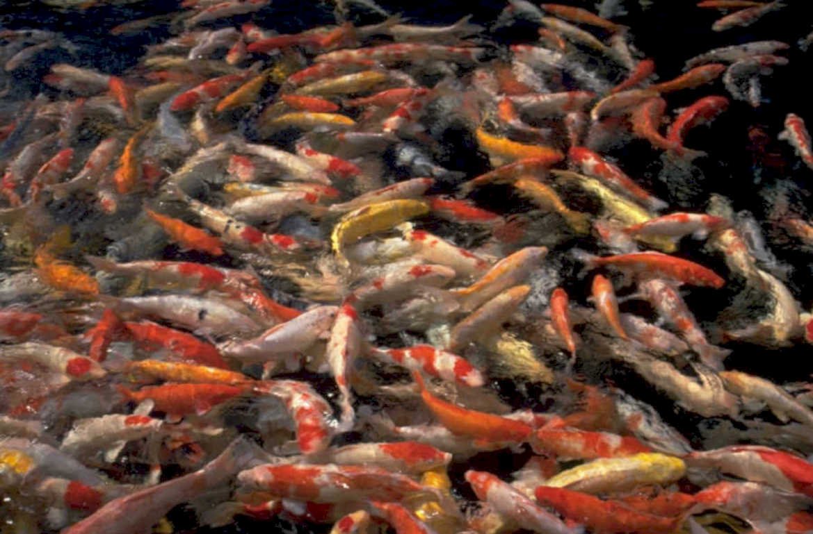 koi pond fish 1980s 1990s A4 Photo Print