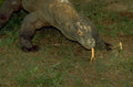 komodo dragon eating 1980s 1990s A4 Photo Print