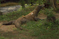 komodo dragon fruit 1980s 1990s A4 Photo Print
